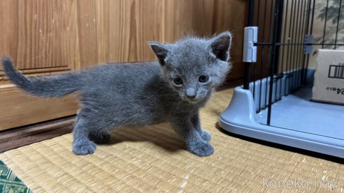 成約済の鹿児島県のロシアンブルー-92065の1枚目