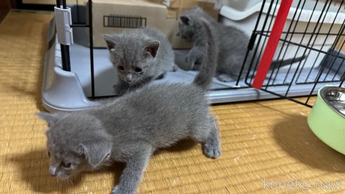 成約済の鹿児島県のロシアンブルー-92065の8枚目