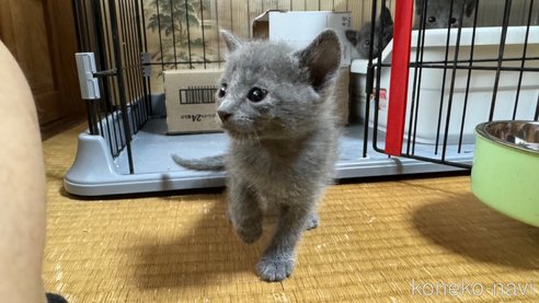成約済の鹿児島県のロシアンブルー-92065の5枚目
