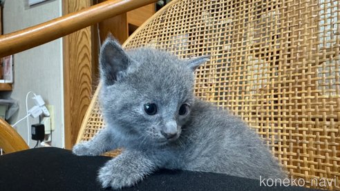 成約済の鹿児島県のロシアンブルー-92066の3枚目