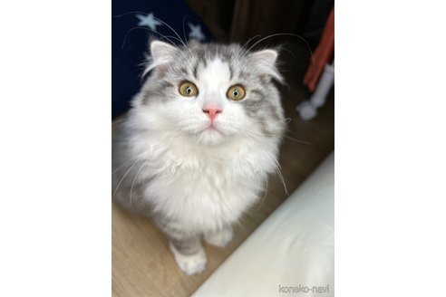 成約済の宮城県のスコティッシュフォールド-82618の3枚目