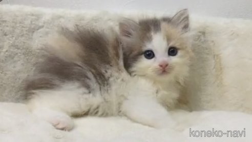 成約済の埼玉県のサイベリアン-90414の2枚目
