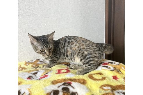成約済の静岡県のマンチカン(短足)-81785の4枚目