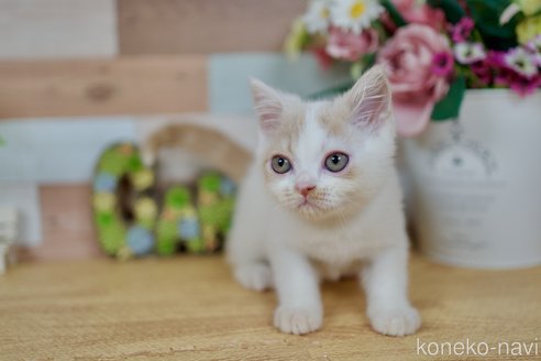 成約済の北海道のフォールデックス-85975の5枚目