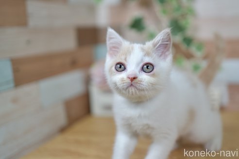 成約済の北海道のフォールデックス-85975の4枚目