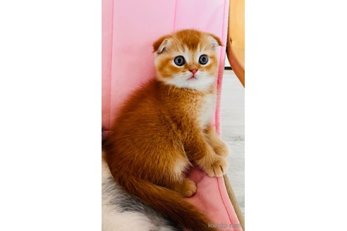 成約済の福岡県のスコティッシュフォールド(折れ耳)-91315の2枚目