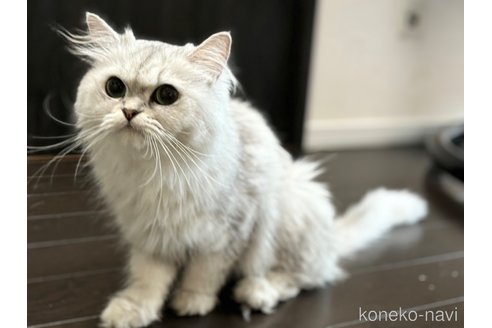 リオンちゃん1枚目