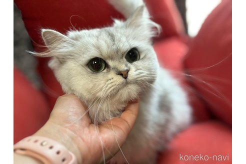 リオンちゃん1枚目