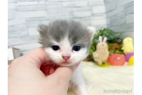 成約済の島根県のスコティッシュフォールド-92088の2枚目
