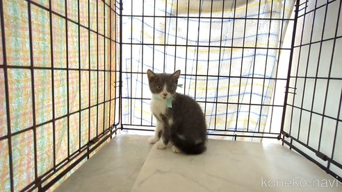 成約済の茨城県のブリティッシュショートヘア-92091の9枚目