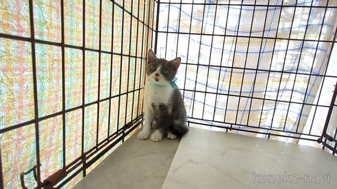 成約済の茨城県のブリティッシュショートヘア-92091の8枚目