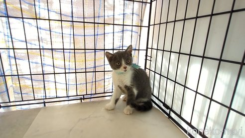 成約済の茨城県のブリティッシュショートヘア-92091の7枚目