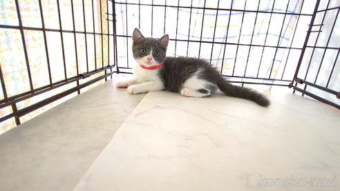 成約済の茨城県のブリティッシュショートヘア-92092の1枚目