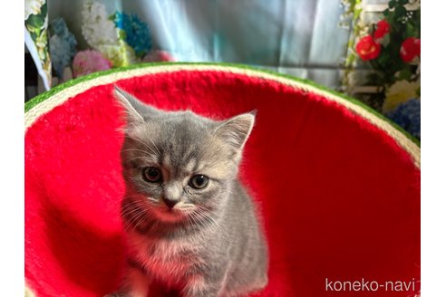 成約済の千葉県のスコティッシュフォールド-90150の5枚目