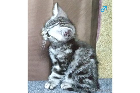 成約済の愛知県のアメリカンショートヘア-92101の3枚目