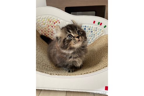 成約済の埼玉県のキンカロー-92117の4枚目