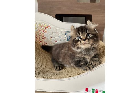 成約済の埼玉県のキンカロー-92117の7枚目
