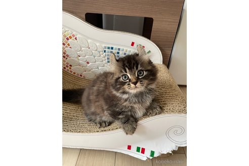 成約済の埼玉県のキンカロー-92117の8枚目