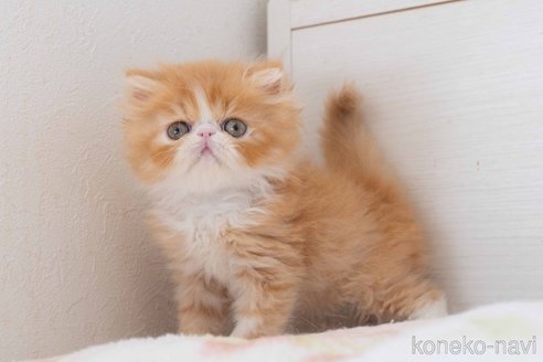 成約済の東京都のエキゾチックロングヘア-90835の8枚目