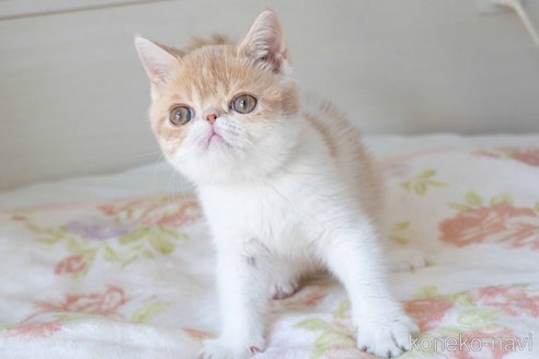 成約済の東京都のエキゾチックショートヘア-89318の6枚目