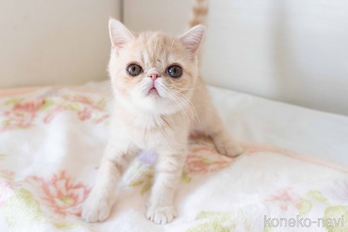 成約済の東京都のエキゾチックショートヘア-88725の7枚目