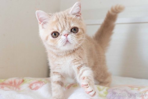 成約済の東京都のエキゾチックショートヘア-88726の8枚目