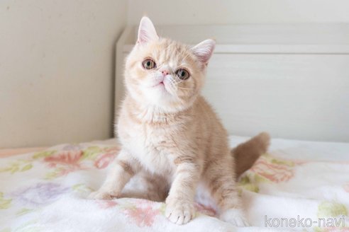成約済の東京都のエキゾチックショートヘア-88726の6枚目