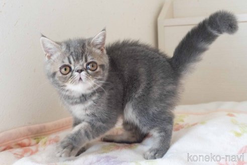 成約済の東京都のエキゾチックショートヘア-88723の24枚目
