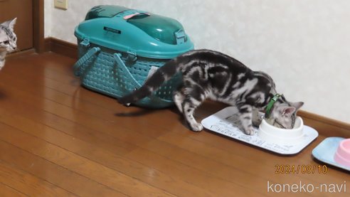 成約済の長野県のアメリカンショートヘア-85564の4枚目
