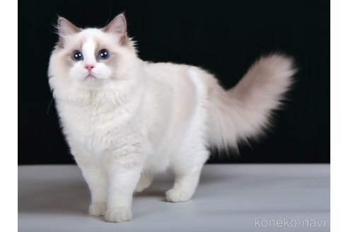 商談中の山梨県のラグドール-89079の2枚目