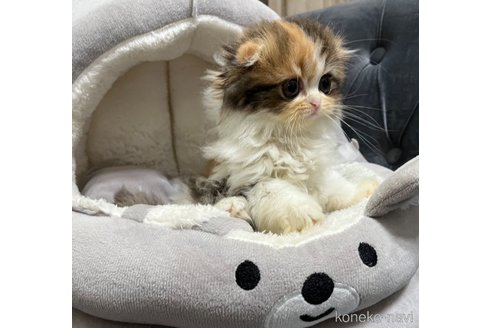 成約済の鹿児島県のスコティッシュフォールド(折れ耳)-88880の4枚目
