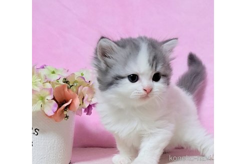 成約済の群馬県のミヌエット-91734の3枚目