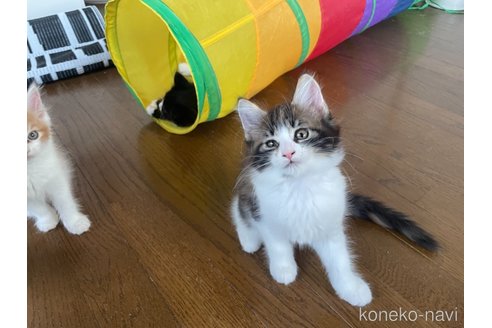 成約済の京都府のメインクーン-92150の4枚目