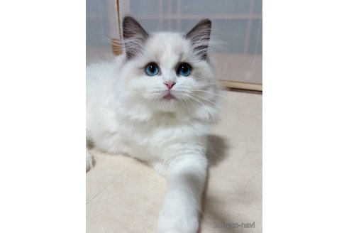 コハクちゃん1枚目