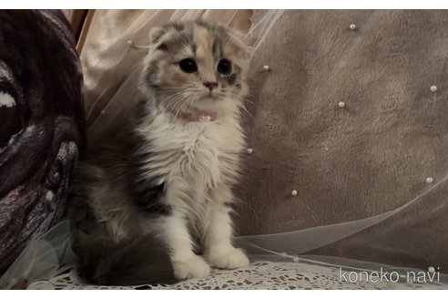 成約済の埼玉県のスコティッシュフォールド-92156の1枚目