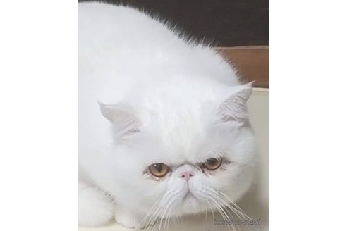 カツオくん1枚目