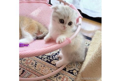 成約済の福岡県のスコティッシュフォールド(折れ耳)-91319の4枚目