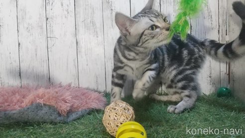 成約済の三重県のアメリカンショートヘア-82700の6枚目