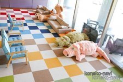 成約済の千葉県のマンチカン-87337の2枚目