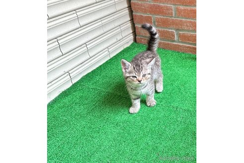 成約済の鹿児島県のスコティッシュフォールド-87508の2枚目