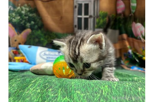 成約済の千葉県のスコティッシュフォールド-92233の22枚目