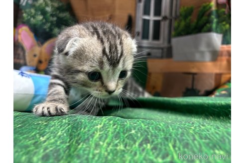 成約済の千葉県のスコティッシュフォールド(折れ耳)-92240の4枚目