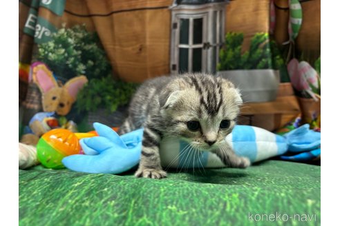 成約済の千葉県のスコティッシュフォールド(折れ耳)-92240の5枚目