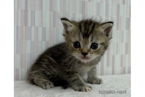成約済の千葉県のミヌエット(短足)-92244の2枚目