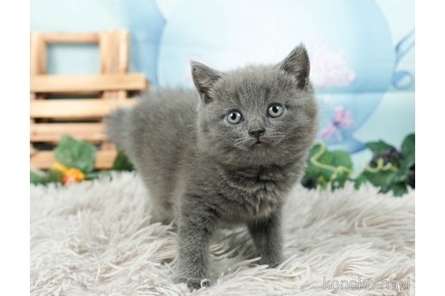 成約済の茨城県のブリティッシュショートヘア-92255の2枚目