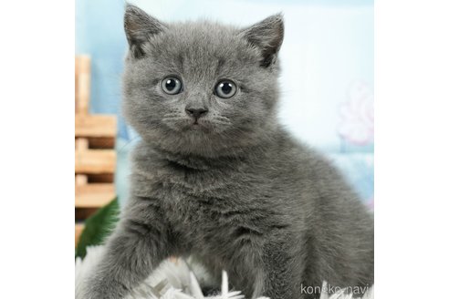 成約済の茨城県のブリティッシュショートヘア-92255の3枚目