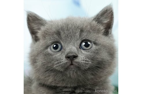 成約済の茨城県のブリティッシュショートヘア-92255の1枚目