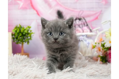 成約済の茨城県のブリティッシュショートヘア-92257の5枚目