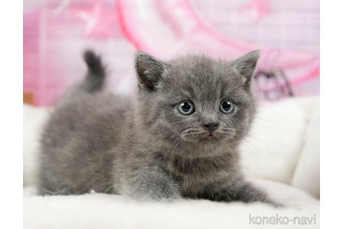 成約済の茨城県のブリティッシュショートヘア-92257の3枚目