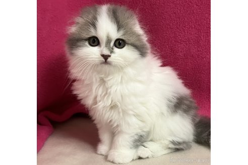 成約済の三重県のスコティッシュフォールド(折れ耳)-89818